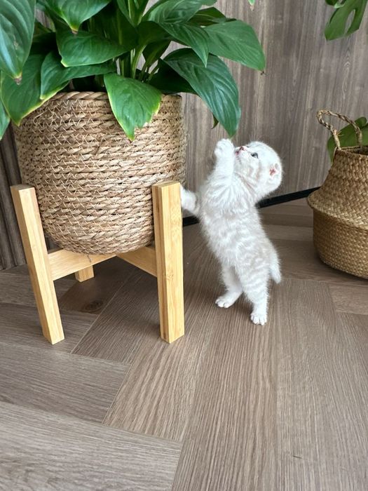 Продаются котята шотландцы