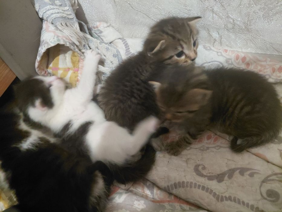 Отдам котят даром