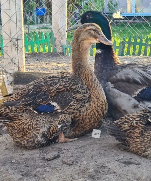 Пародали урдак тухумларига заказ оламиз