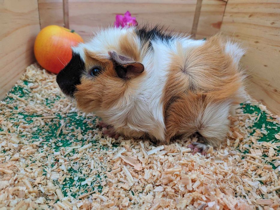 Морские свинки разные.