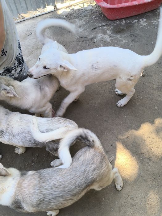 Продам щенков охотничьих