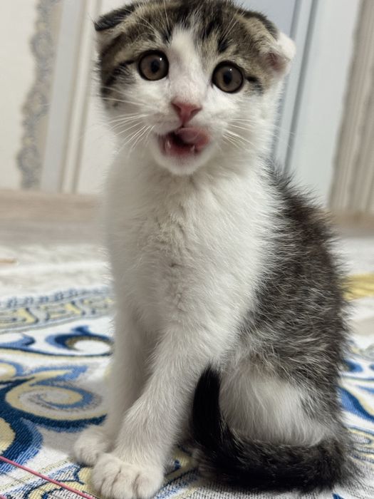 Кошка Шотландский вислоухо