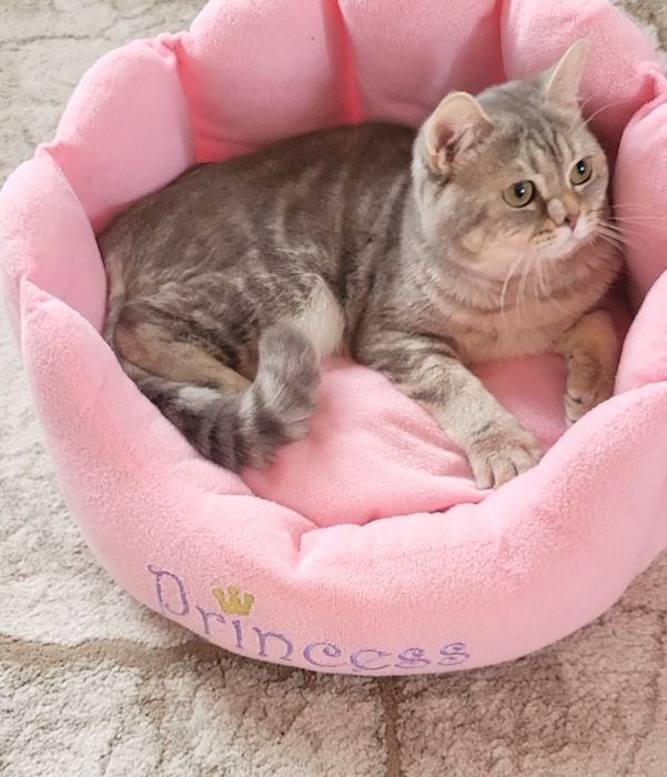 British shorthait tobby