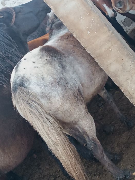 Семиз табындагы жылкылар