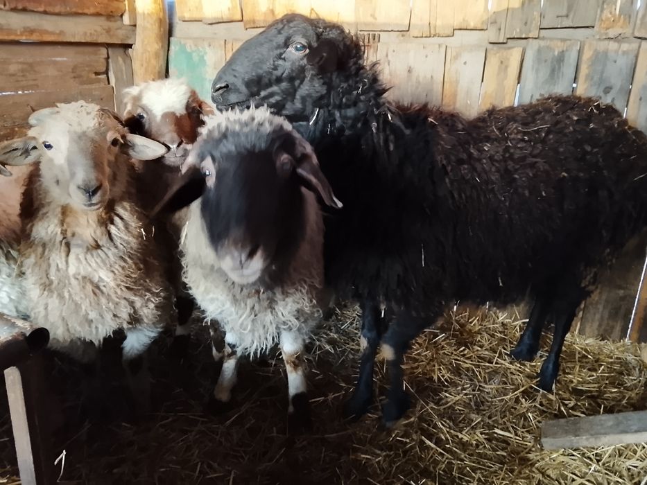 Пять Баранов оптом