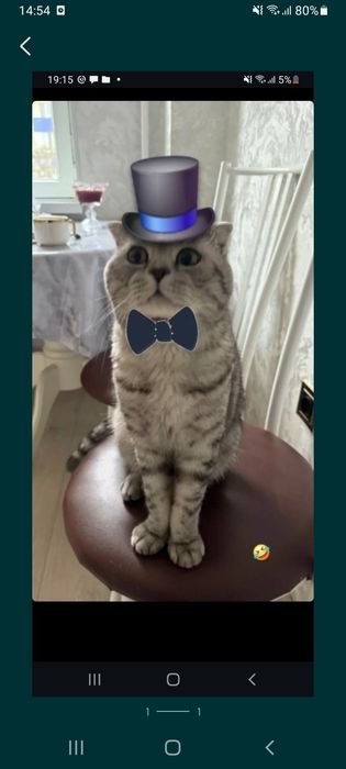 Бесплатно шотландский кошка на добрый руки 5 лет