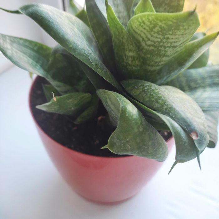 Цветок сансиверия.