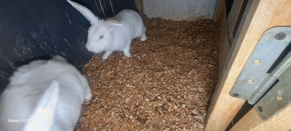 Quyon xikol sotiladi para