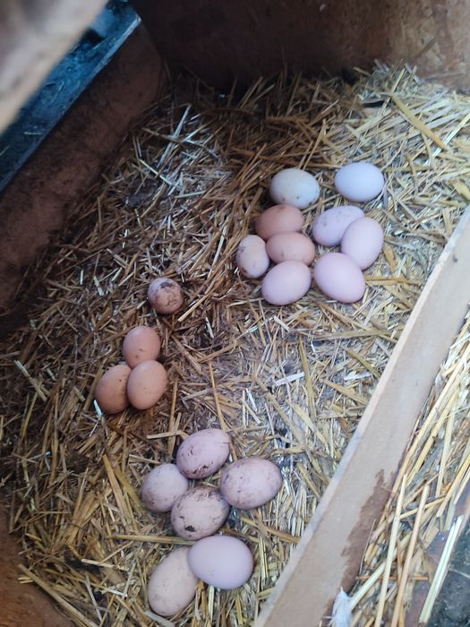 Ouă găini Australorp pentru incubat