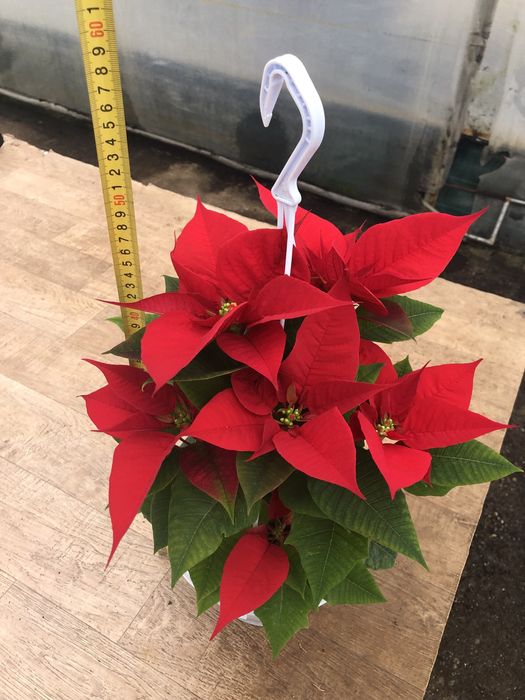 Craciunite/poinsettia la ghiveci