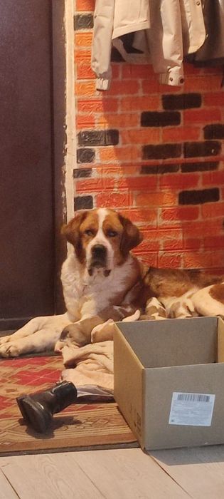 Щенки Московская сторожевая