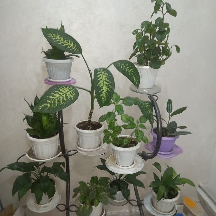 Продам комнатные цветы срочно !