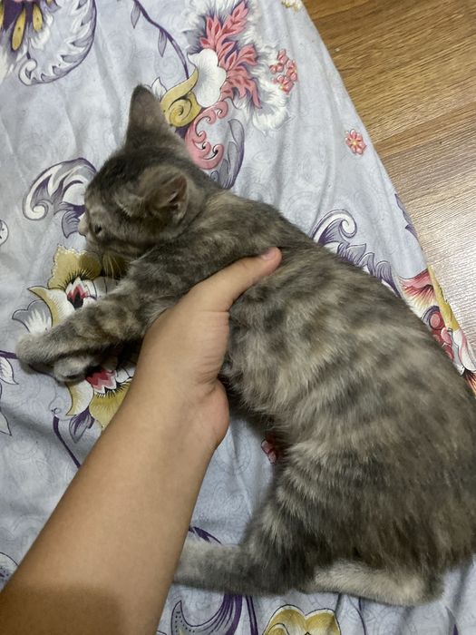 Кошка одтам даром