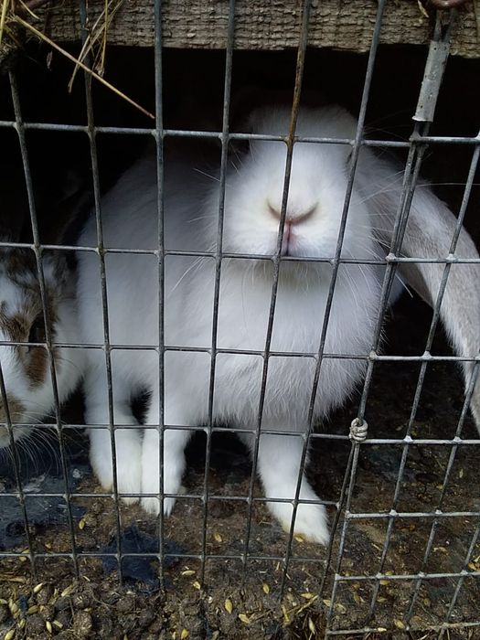 Продам кроликов!