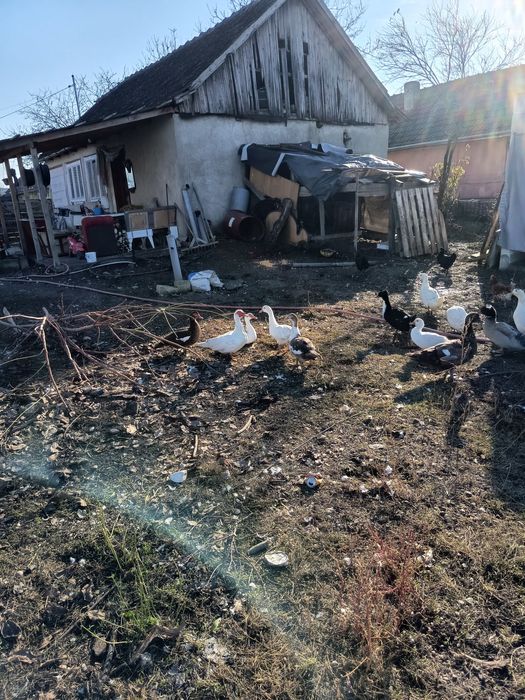 Rate mute și galagioase