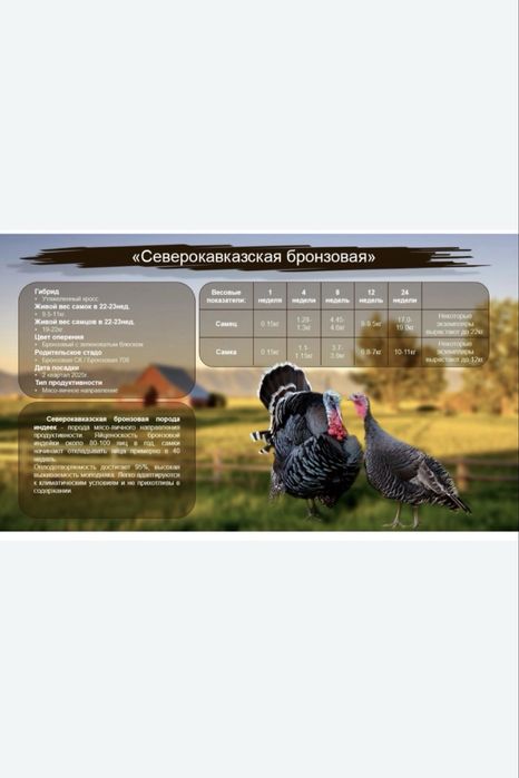 Самцы индюков срочно