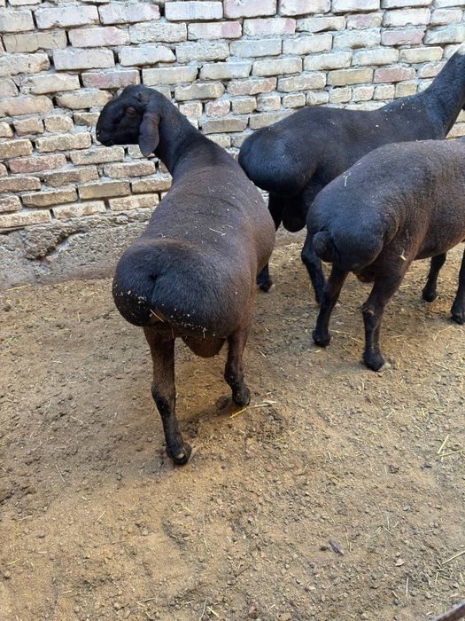 Qo'chqorlar sotiladi: 6 500 000 so’m