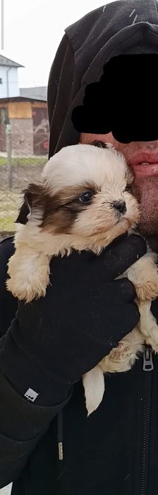 Shi tzu talie mică botic turtit ambii părinți au certificat pedigree