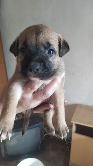 Отдам щенят  в добрые руки