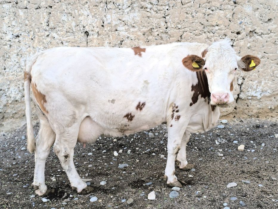 Симментал бука сотилади.