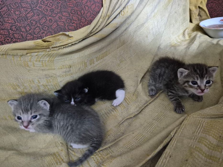 Котятки ищут дом очень ласковые