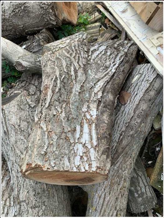 Орехови трупи, дървесина орехов материал