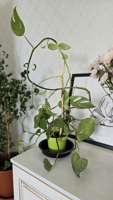 Комнатные цветы,  эпипренум