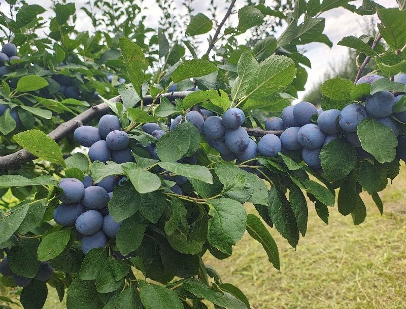Vand prune pentru consum, compot sau gem.