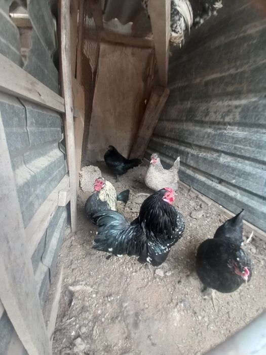 Япон товуклар ва хурозлар сотилади.