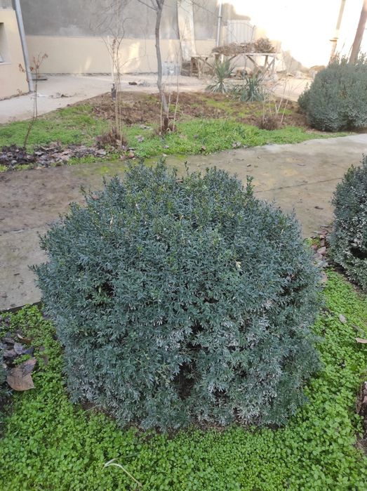 Полукустарник "Шамшод"