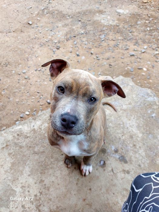 Продажа щенков Стаффорда АСТ