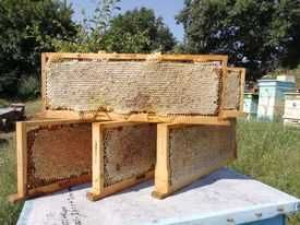 Продавам Пчелен мед в пита