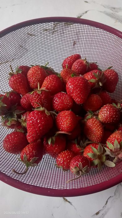 Продам домашнюю клубнику