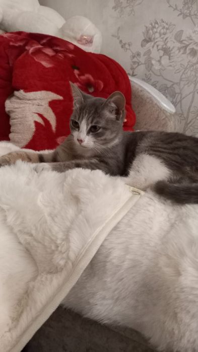 Отдам котенка в добрые руки