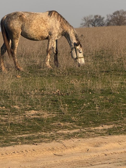 Буаз биелер байтал кобыла