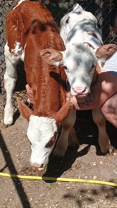 Vand un tauras si o vitea