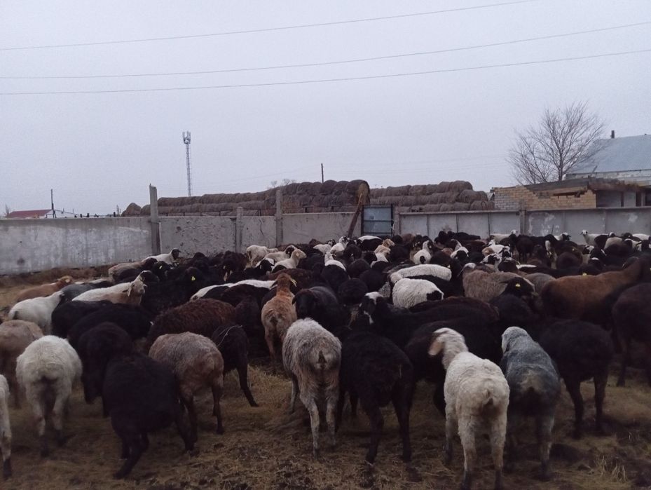 Продам баран 300 голов