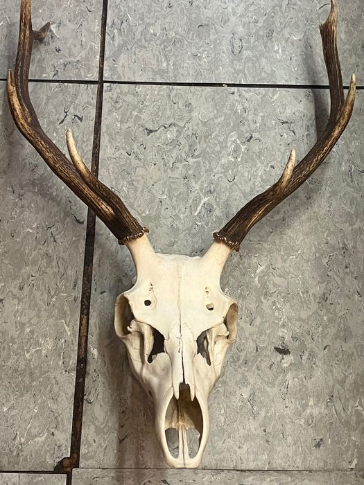 Трофеи от антилопа Елен, Гну и Антилопа цените са за брой