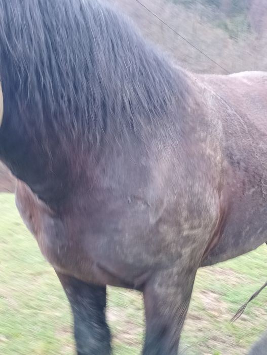 Armăsar cine dorește 3-4 ani