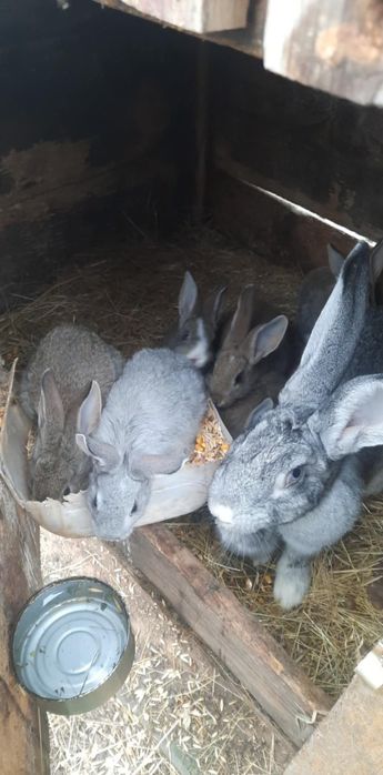 Schimb cu găini de casă