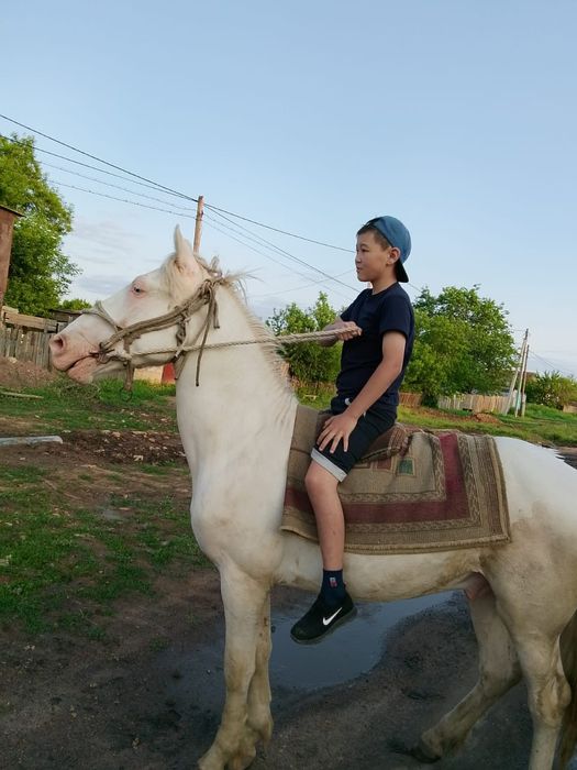 Жеребец 4летка обученный