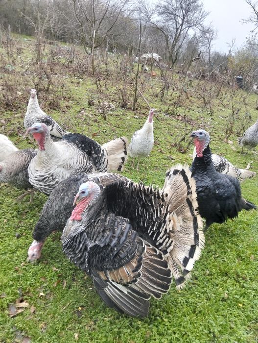 Vând curci și curcani românești