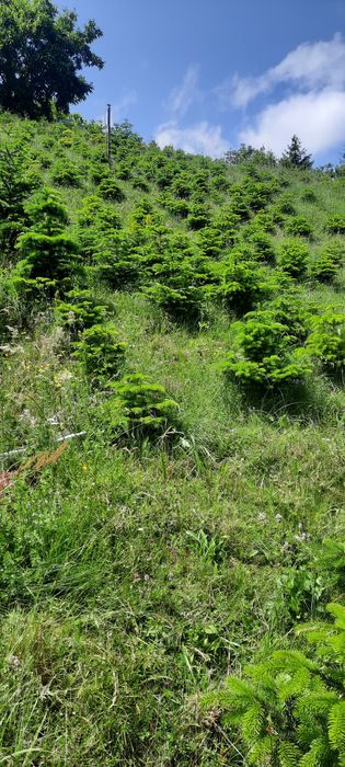 Crengi de brad la balot