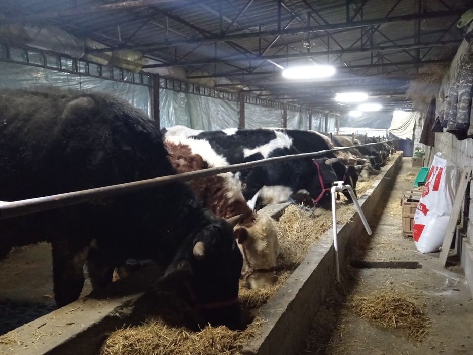 Toq bugoz sgrlar sotiladi