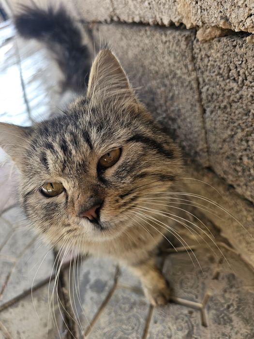 Sibir mushugi juda yuvosh odamga organgan