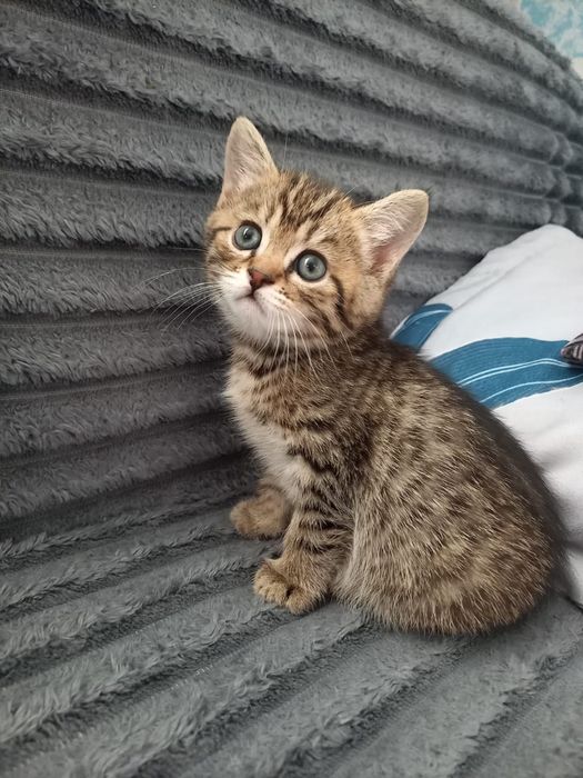 Продам котят очень красивые