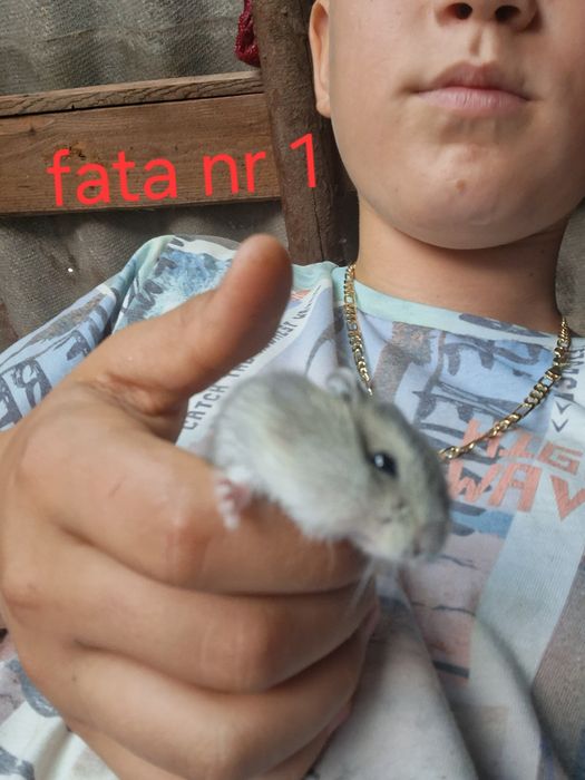 Vand pui de  hamsteri sirieni
