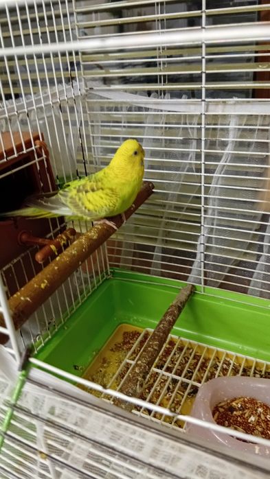 Попугай с клеткой