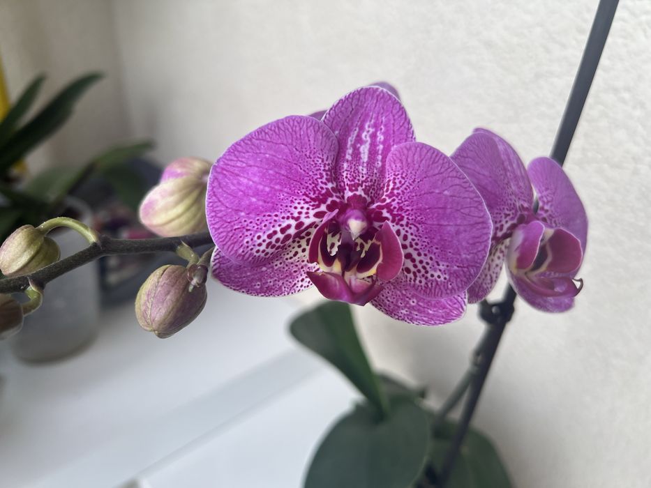 Орхидея цветущая.