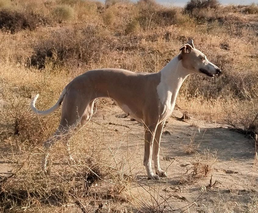 ПРОПАЛА СОБАКА. Верните пожалуйста.